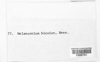Melanconium bicolor image